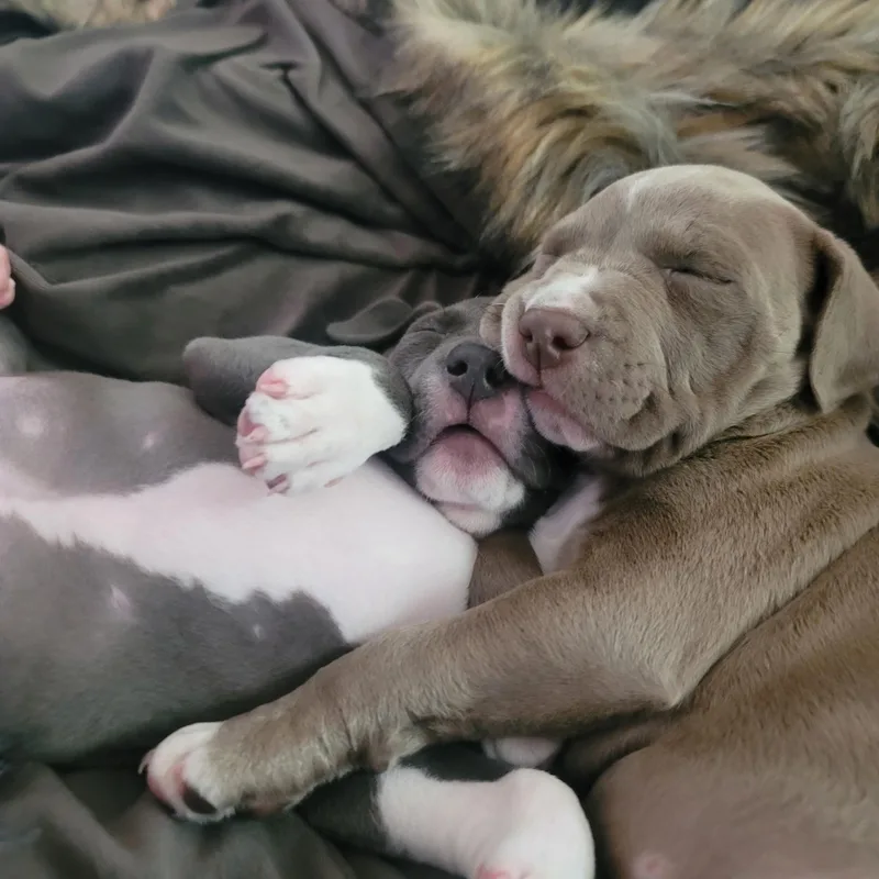 A baby medium-sized female White / Cream Pit Bull Terrier dog named Pebbles for adoption in Dallas, TX