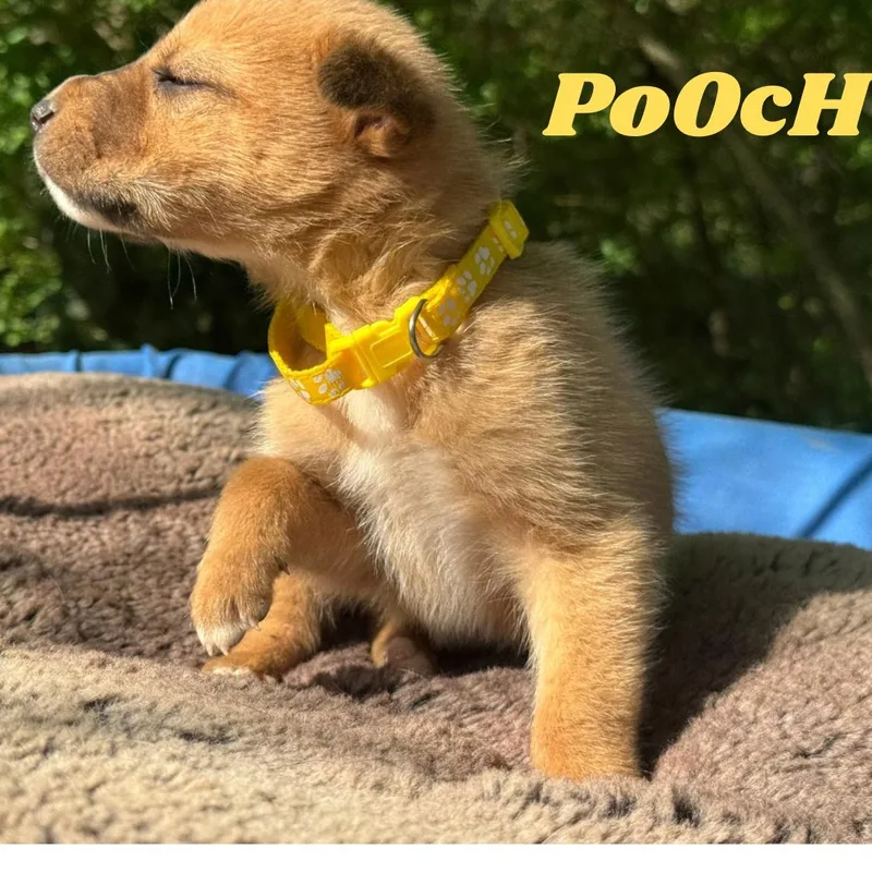 A baby medium-sized male Apricot / Beige Shepherd dog named Poochie for adoption in Ragland, AL