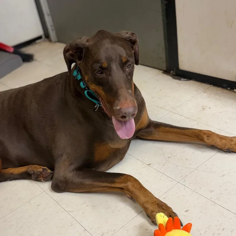 A senior extra large-sized male Brown / Chocolate Doberman Pinscher dog named Knox for adoption in Lake Jackson, TX