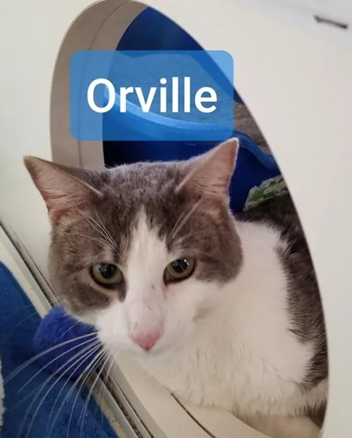 Orville thumbnail 2