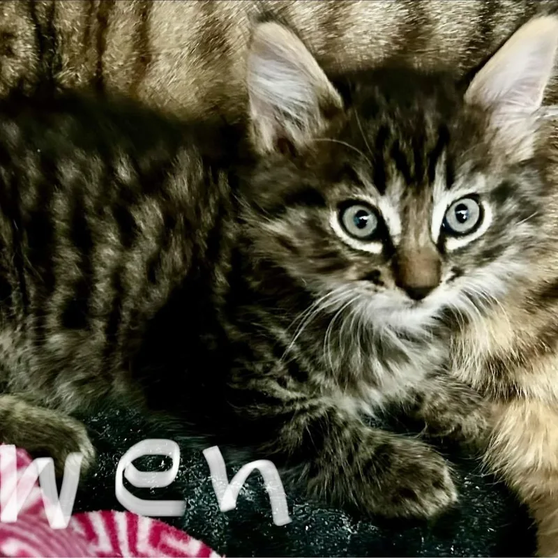 A baby small-sized male Black Domestic Long Hair cat named Nala  Glen for adoption in Othello, WA