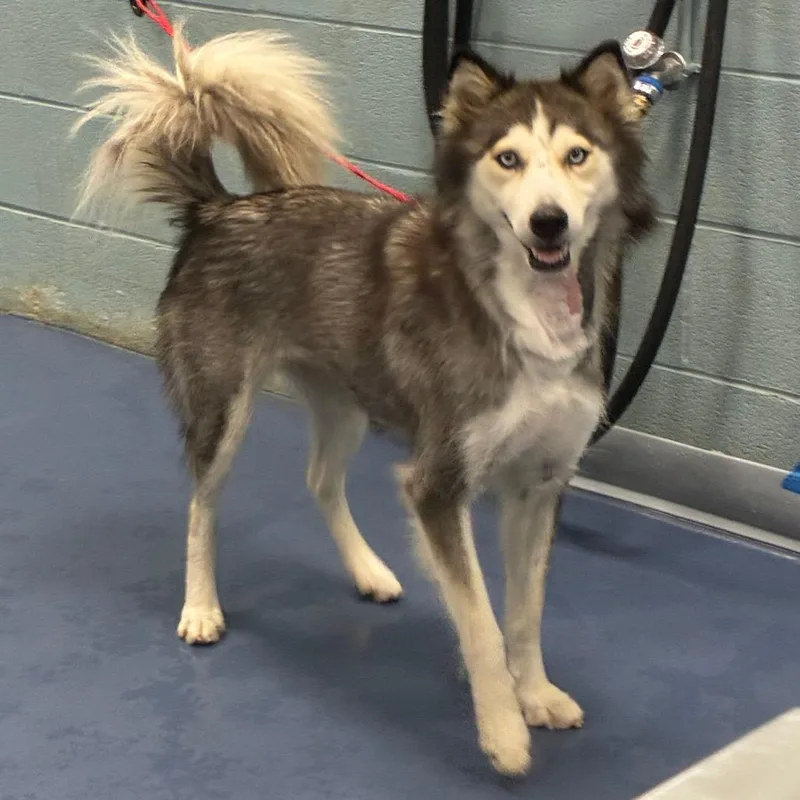 An adult medium-sized female Husky dog named Lilyana for adoption in Greensboro, NC