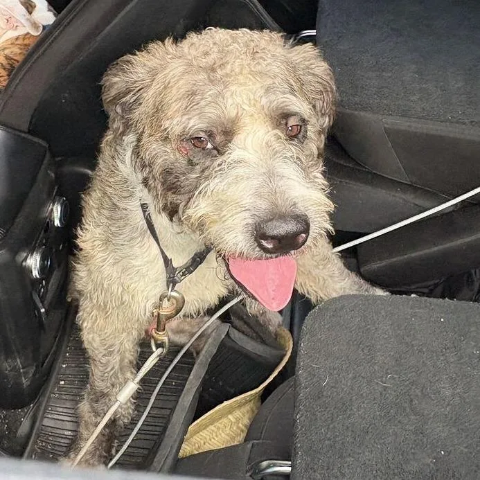 An adult large-sized male Yellow / Tan / Blond / Fawn Mixed Breed dog named StrayWarmSpringsRoad"Sir" for adoption in Columbus, GA