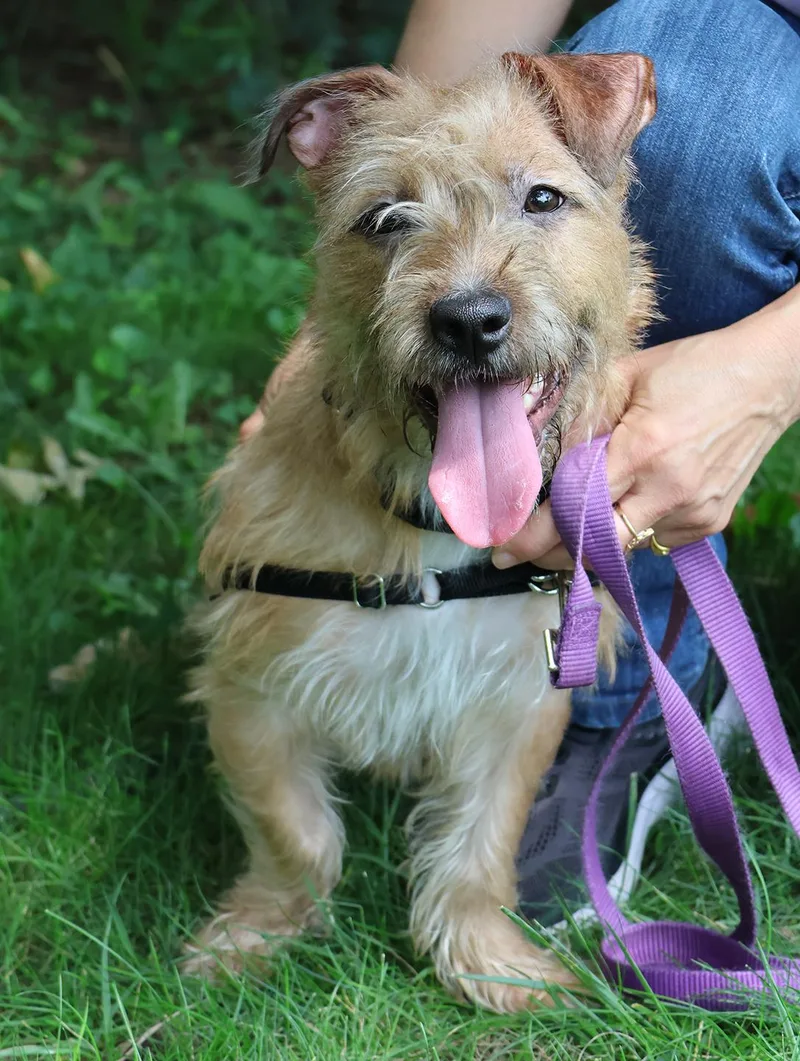 A young small-sized female Golden Terrier dog named Sugar for adoption in Harrison, NY