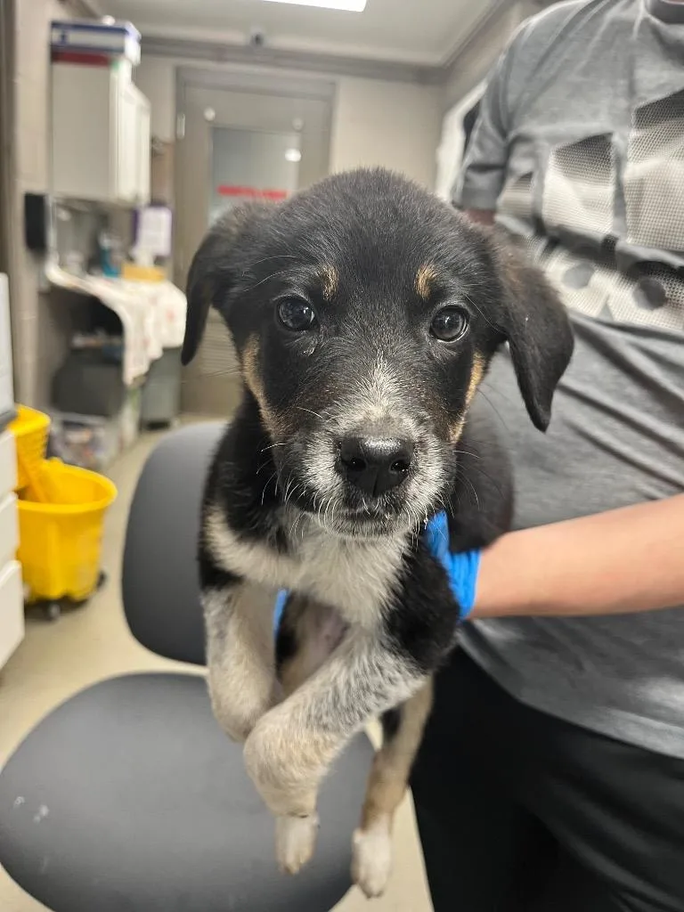 A baby small-sized male Australian Cattle Dog / Blue Heeler dog named Noah for adoption in Hopkinsville, KY