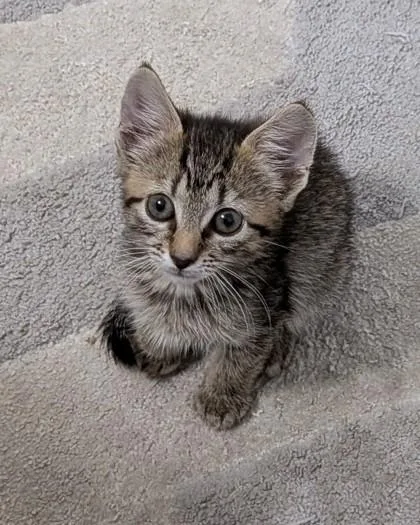 An adult medium-sized female Domestic Short Hair cat named Zoya for adoption in Washington, DC