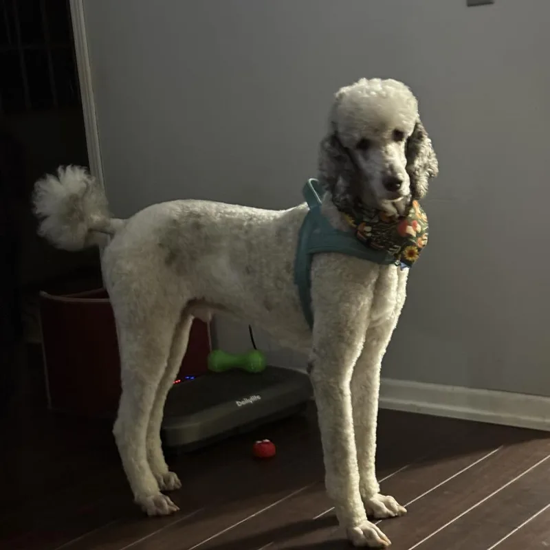 An adult medium-sized male White / Cream Poodle dog named Finn for adoption in Lenoir, NC