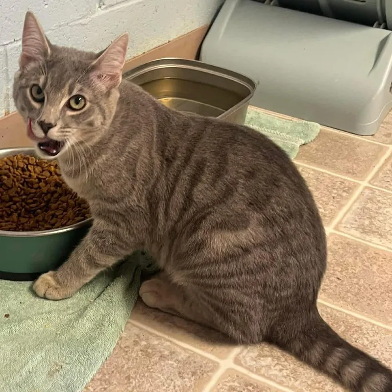 A young small-sized female Gray / Blue / Silver Domestic Short Hair cat named Froot Loop for adoption in Salem, WV