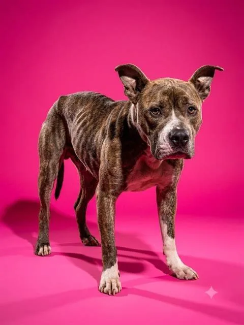 An adult medium-sized male Mixed Breed dog named Sir Gregory for adoption in Jacksonville, FL
