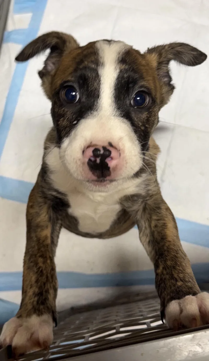 A young medium-sized male Boxer dog named Trent for adoption in Louise, TX