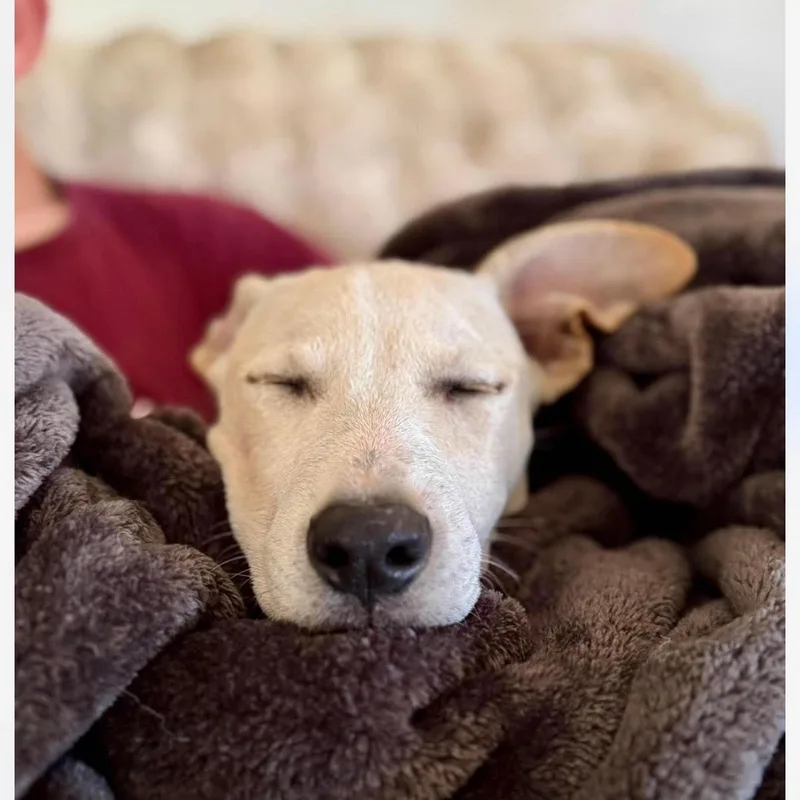 A baby medium-sized male Shepherd dog named Cider for adoption in Cedarburg, WI