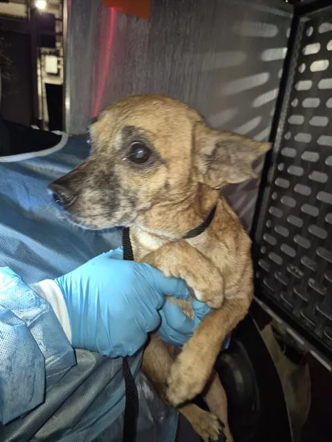 An adult small-sized male Terrier dog named Atlas for adoption in San Antonio, TX