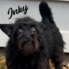 A baby small-sized female Chihuahua dog named Inky Snaggletoothedsweetie for adoption in Houston, TX