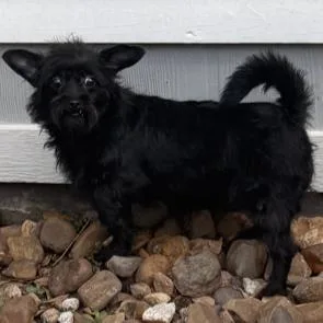 Inky Snaggletoothedsweetie thumbnail 2