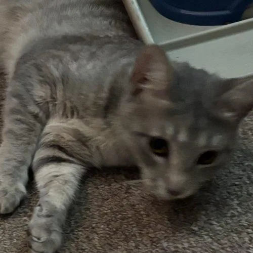 A young medium-sized female Tabby (Gray / Blue / Silver) Domestic Short Hair cat named Halle for adoption in Seven Valleys, PA
