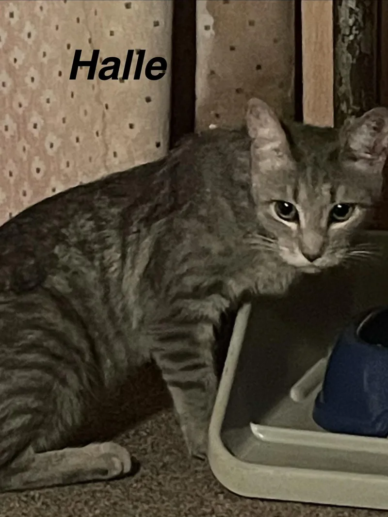 Halle thumbnail 2