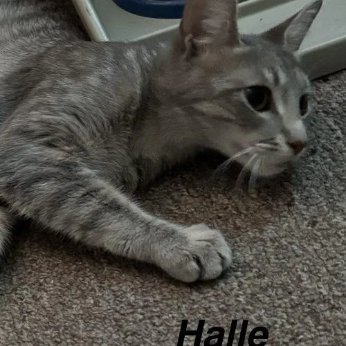 Halle thumbnail 4