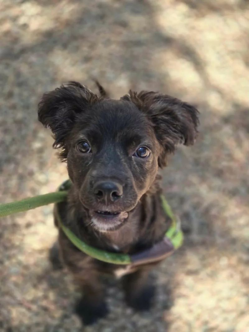 A baby medium-sized female Black Mixed Breed dog named Popcorn for adoption in Canon City, CO