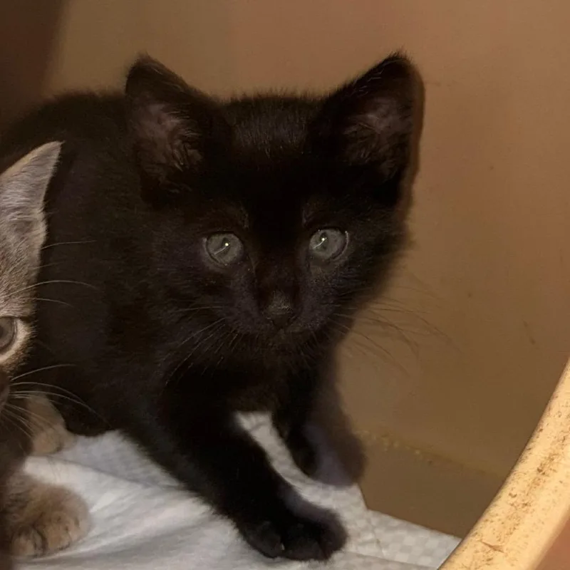 A baby small-sized male Black Domestic Short Hair cat named Widow Butler Campus for adoption in Flagstaff, AZ