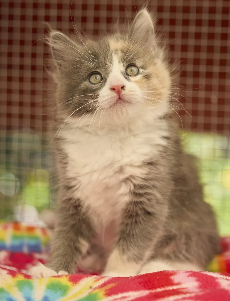 A baby medium-sized female Dilute Tortoiseshell cat named Tippy for adoption in Santa Barbara, CA