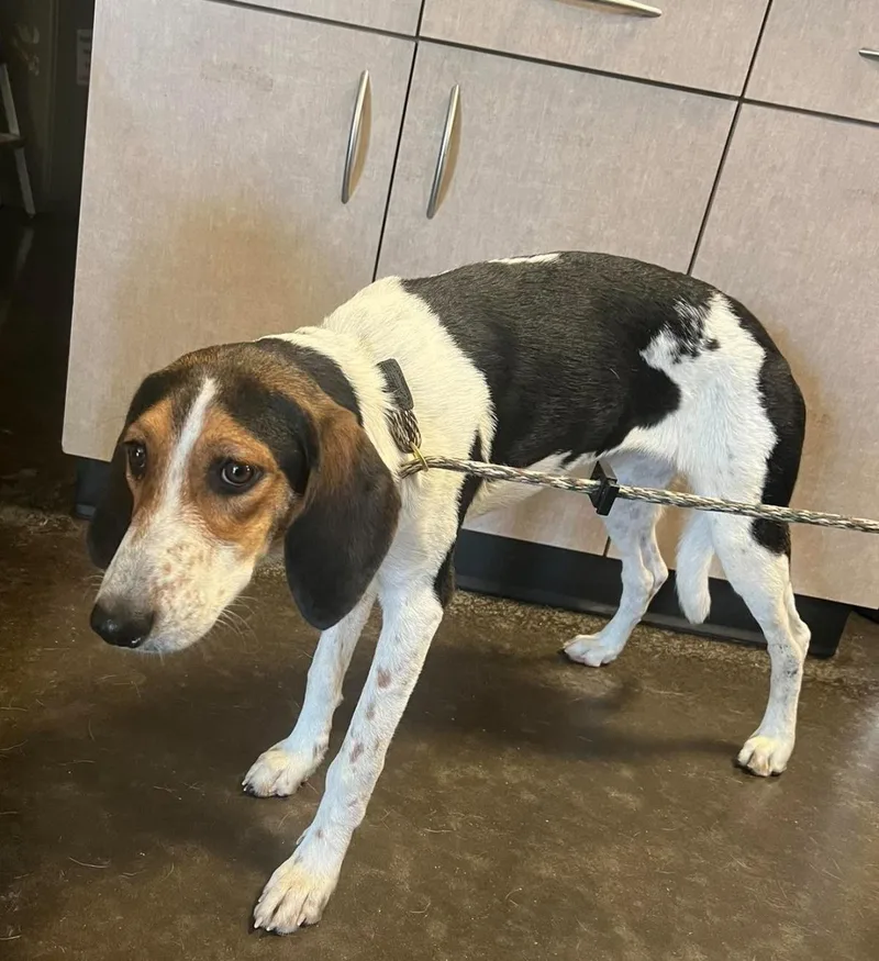 An adult medium-sized female Hound dog named Zoe for adoption in Rockwall, TX