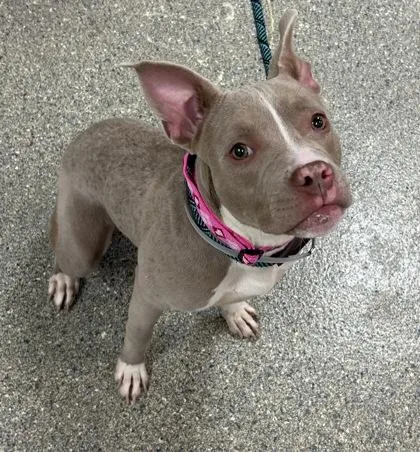 An adult large-sized female Pit Bull Terrier dog named Sprinkles for adoption in Kansas City, MO