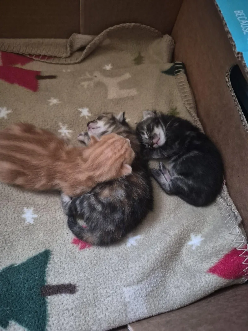 C Litter Twilight  thumbnail 3