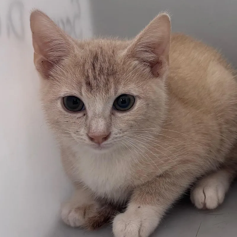 A baby small-sized male Buff / Tan / Fawn Domestic Short Hair cat named Banana for adoption in Columbus, GA
