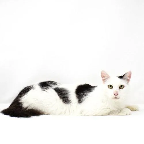 A young medium-sized female Domestic Short Hair cat named Lo for adoption in Florence, AZ