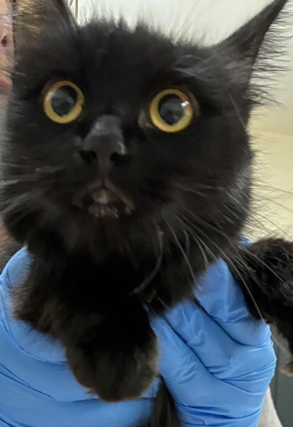 An adult medium-sized female Domestic Medium Hair cat named Elantra for adoption in Silverdale, WA