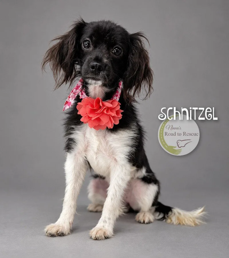 A young small-sized female Cavalier King Charles Spaniel dog named Schnitzel for adoption in Benton, LA