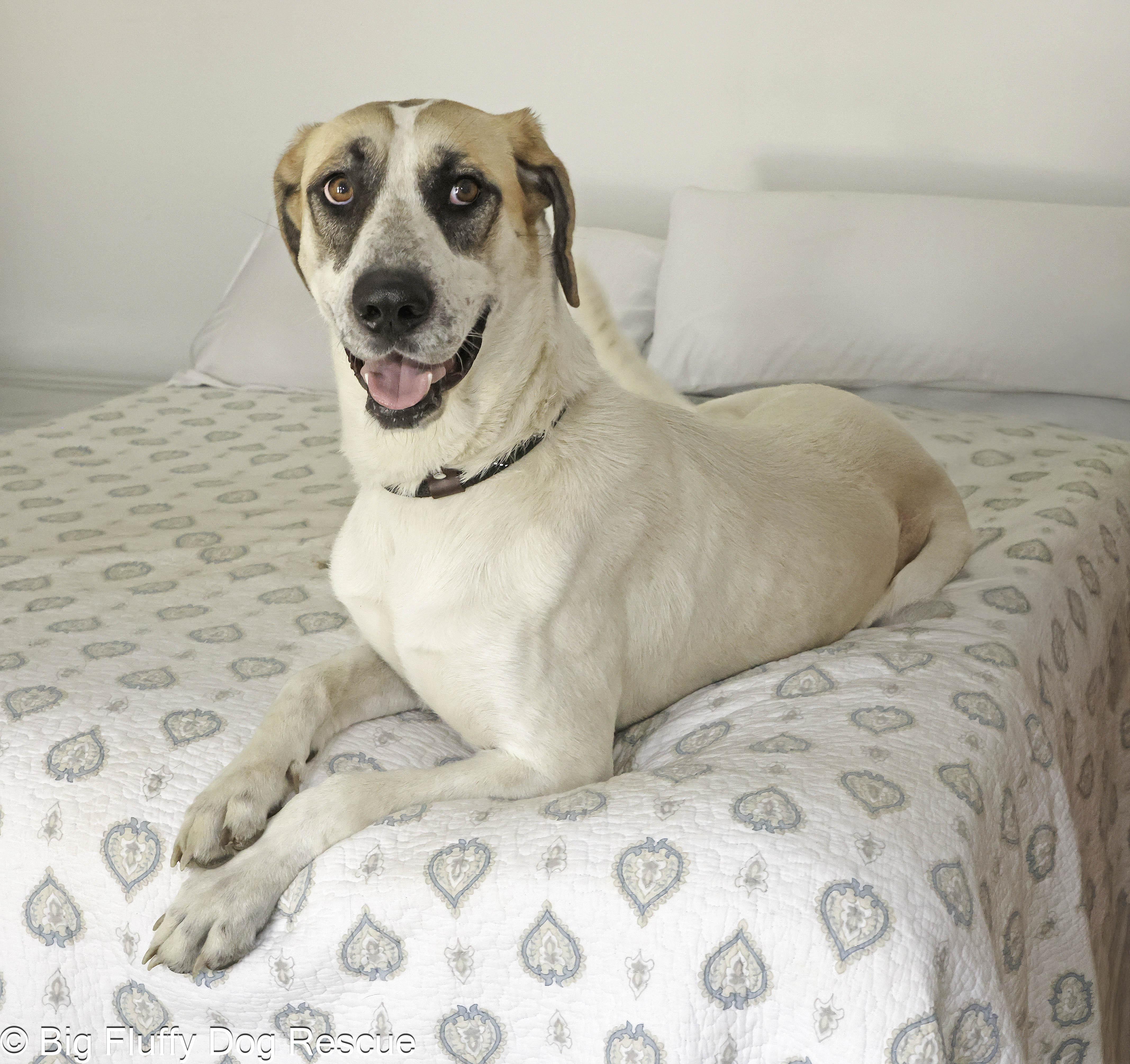 Rosabella thumbnail 2