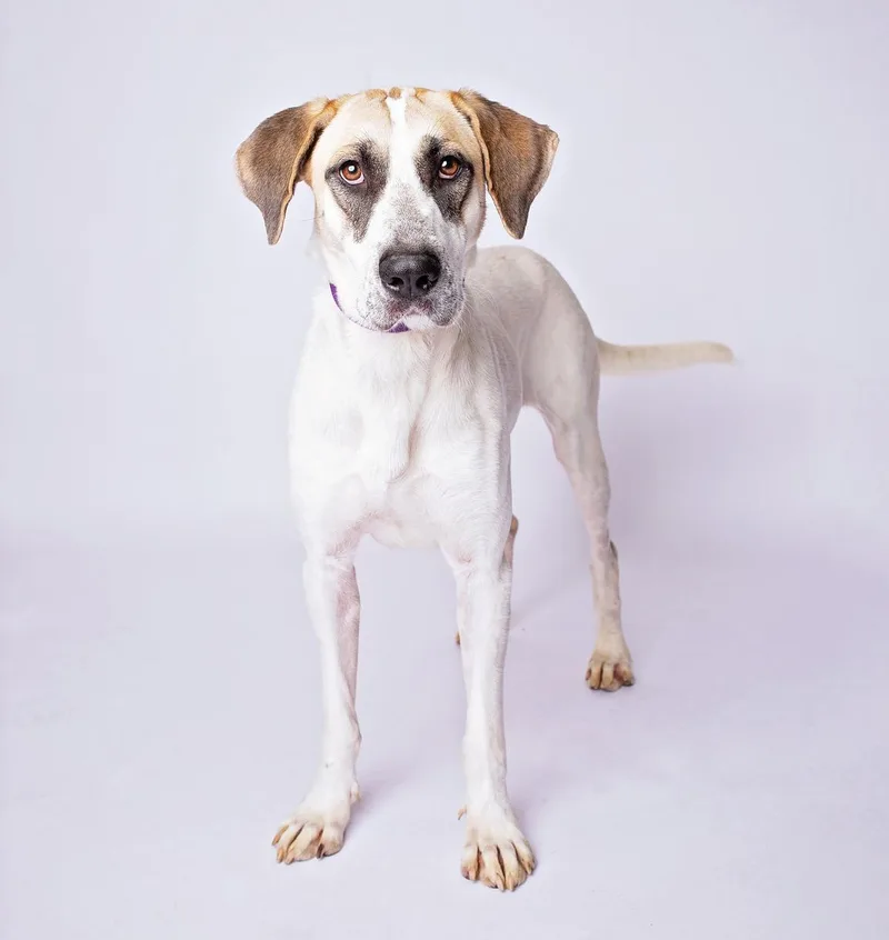 Rosabella thumbnail 3