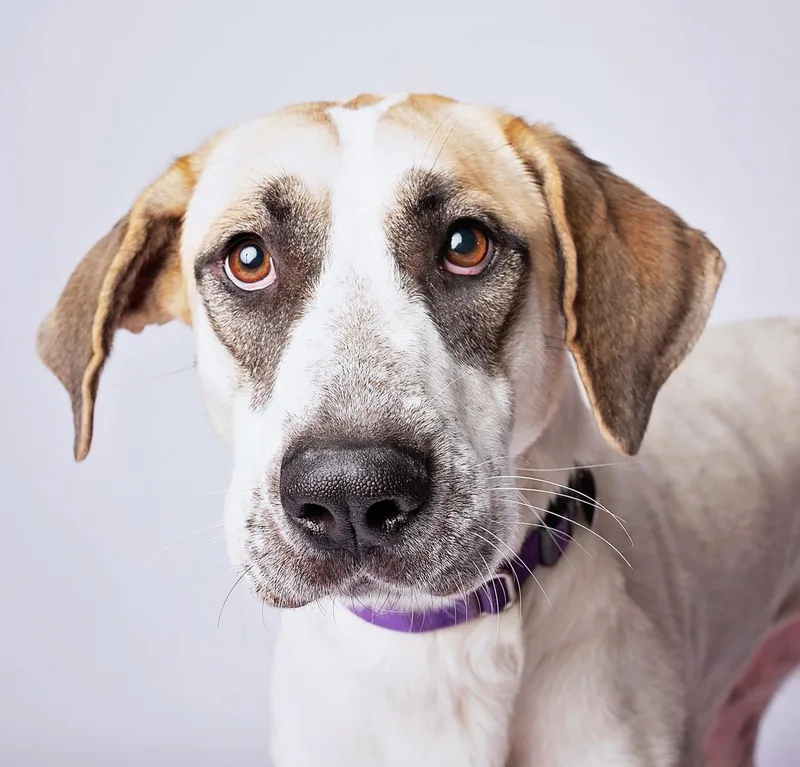 Rosabella thumbnail 6