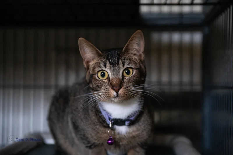 Dandelioncchs thumbnail 2