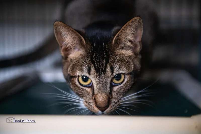 Dandelioncchs thumbnail 3