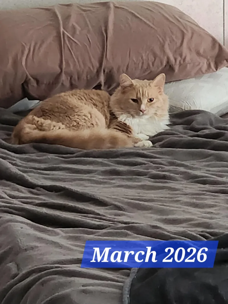 An adult medium-sized male Buff & White Domestic Medium Hair cat named Bash for adoption in Hickory, NC