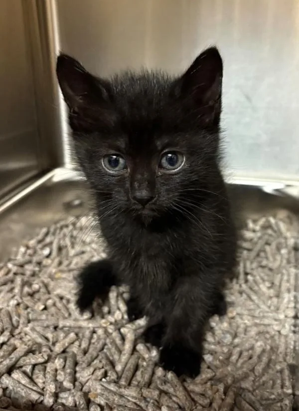 A baby small-sized female Domestic Medium Hair cat named Winifred for adoption in Kennewick, WA
