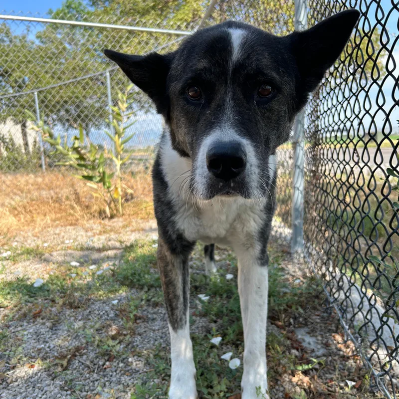 An adult large-sized female Brindle Akita dog named Nebula for adoption in Lindon, UT