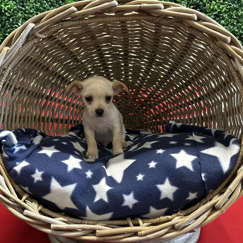 A baby small-sized male Apricot / Beige Mixed Breed dog named Oliver for adoption in Hinsdale, IL