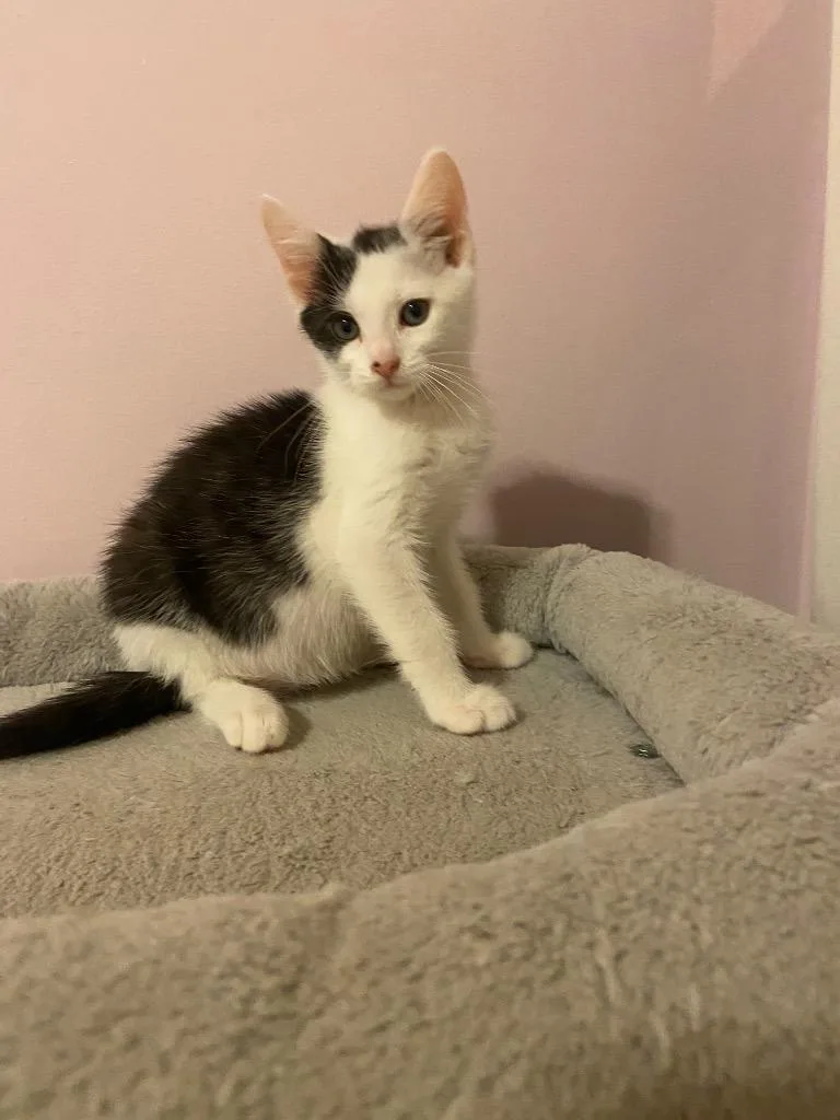 A baby small-sized male Domestic Short Hair cat named Sweet Tea for adoption in Leonardtown, MD