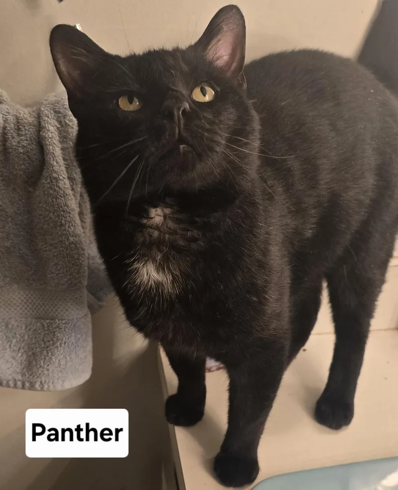Panther