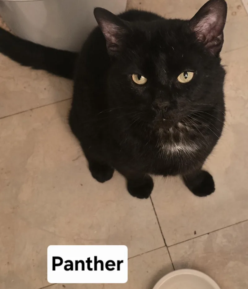 Panther thumbnail 3