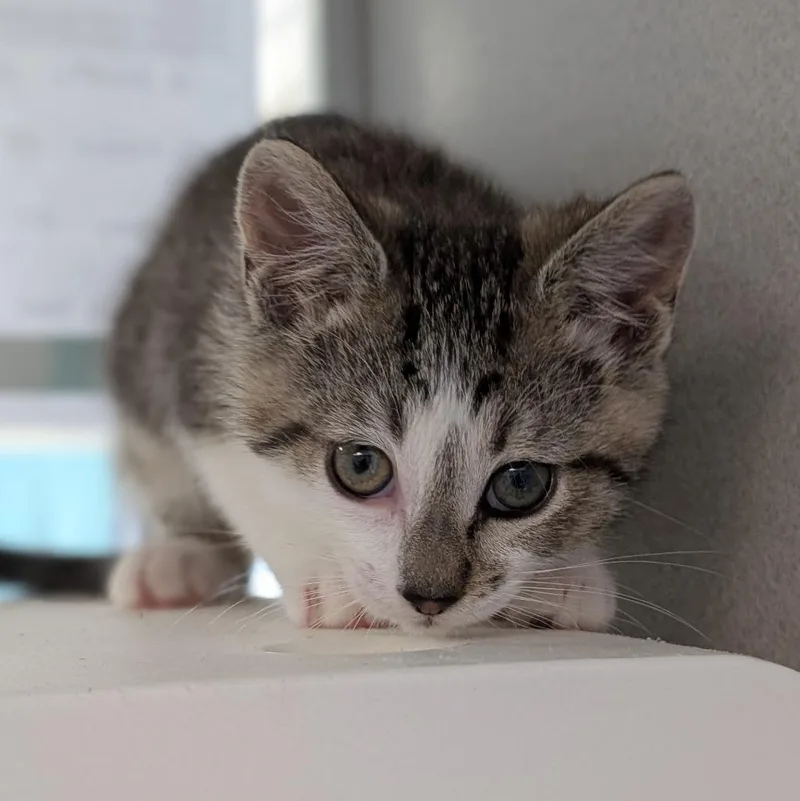 A baby medium-sized male Domestic Short Hair cat named Ryland for adoption in Shoreline, WA