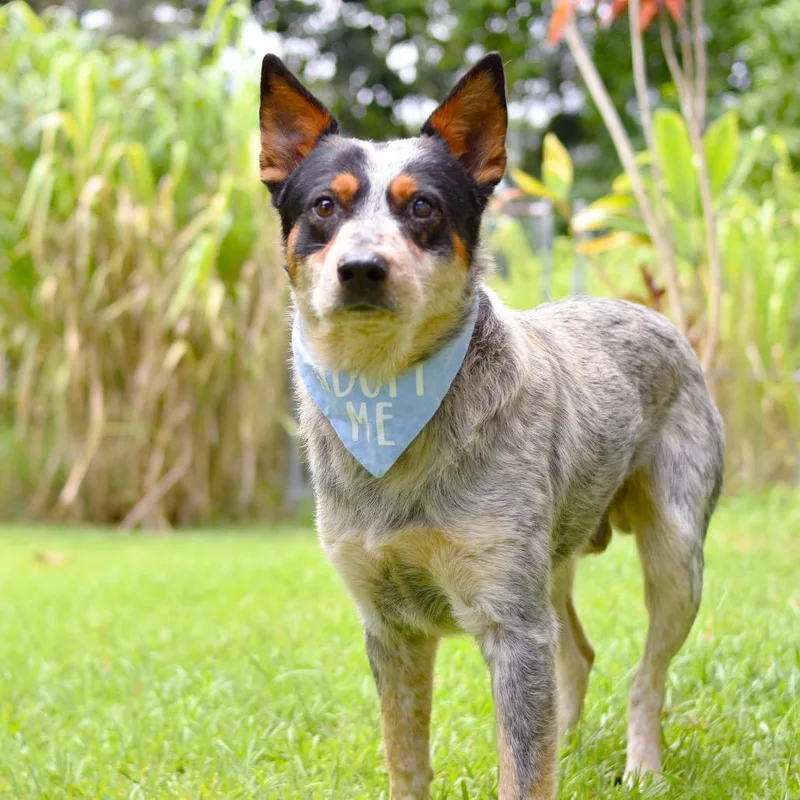 An adult medium-sized male Gray / Blue / Silver Mixed Breed dog named Tater for adoption in Kailua Kona, HI
