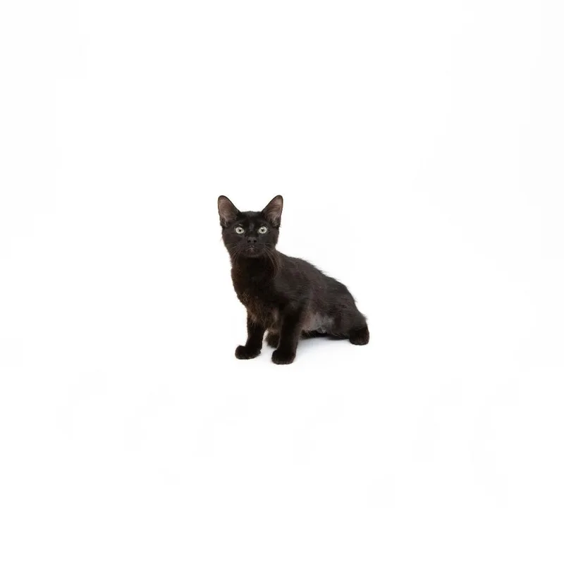 A baby small-sized female Black Domestic Medium Hair cat named Fergie for adoption in Playa Vista, CA
