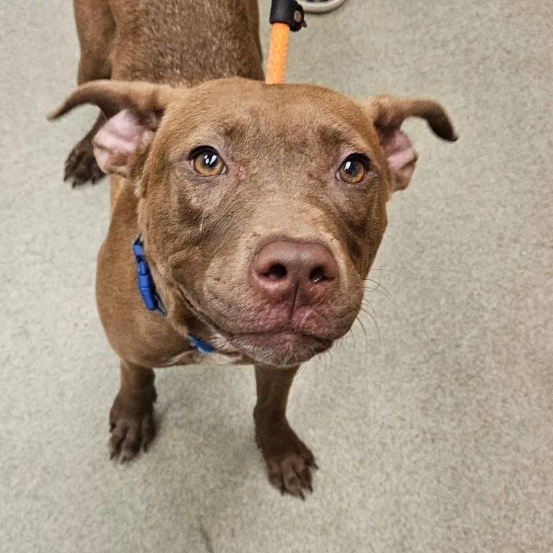 A young medium-sized female Brown / Chocolate Mixed Breed dog named Claire for adoption in Birdsboro, PA