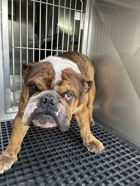 An adult medium-sized male Mixed Breed dog named Ross for adoption in Dallas, TX