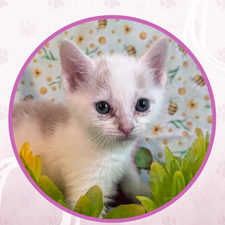 A baby small-sized male Domestic Short Hair cat named Scream Machine for adoption in Toms River, NJ
