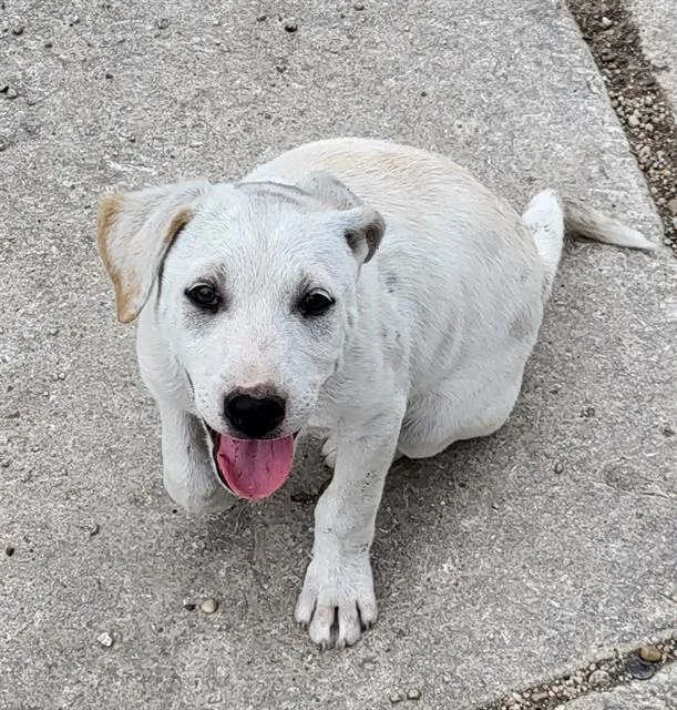 A baby small-sized male Labrador Retriever dog named Peanut for adoption in San Antonio, TX